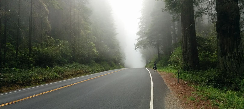 Forest Fog